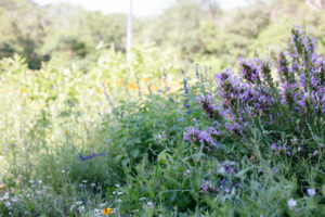 alamo heights flowers