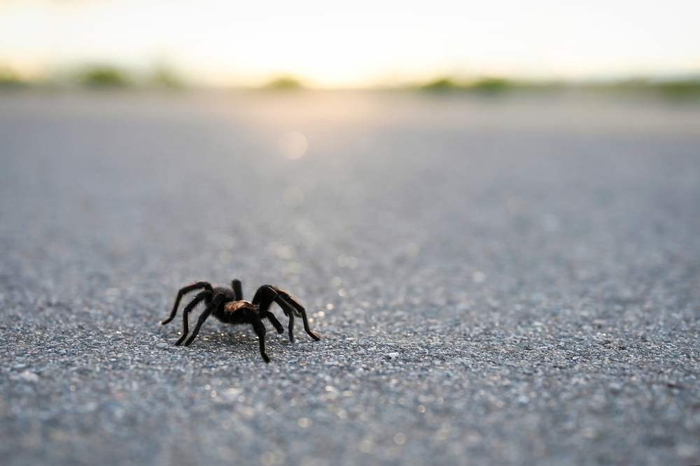 Tarantula Mating Season