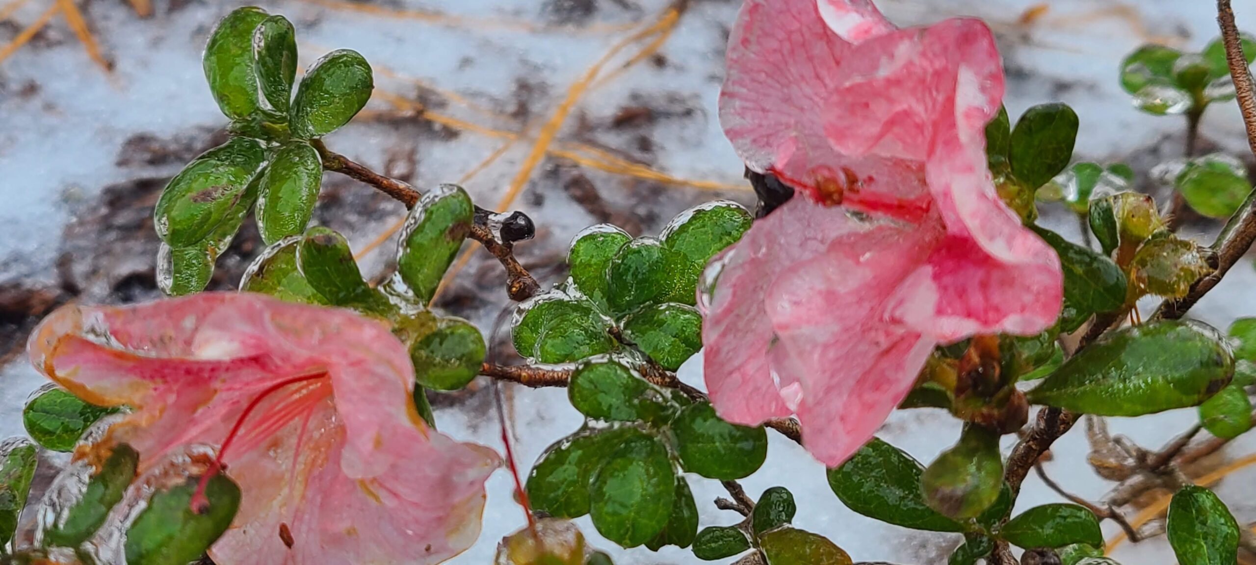 Frozen Azaleas
