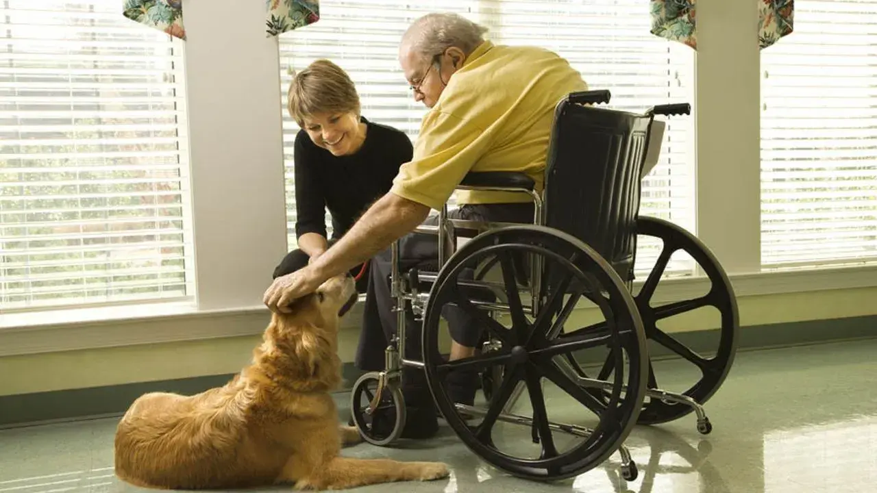 A man in a wheelchair pets a golden retriever